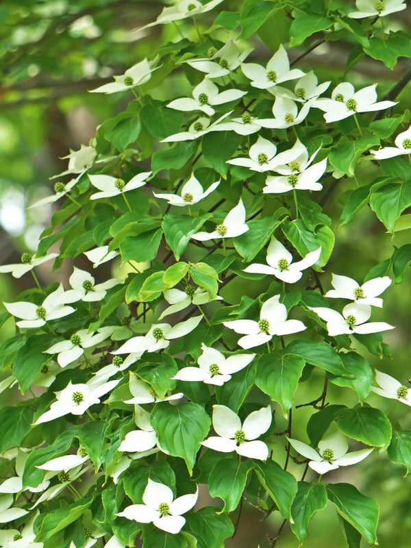 Artikelbild für Chinesischen Blumenhartriegel / Cornus kousa chinensis im Online-Shop der Bohlken Baumschulen