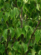 Artikelbild für Chinesischen Blumenhartriegel / Cornus kousa chinensis im Online-Shop der Bohlken Baumschulen