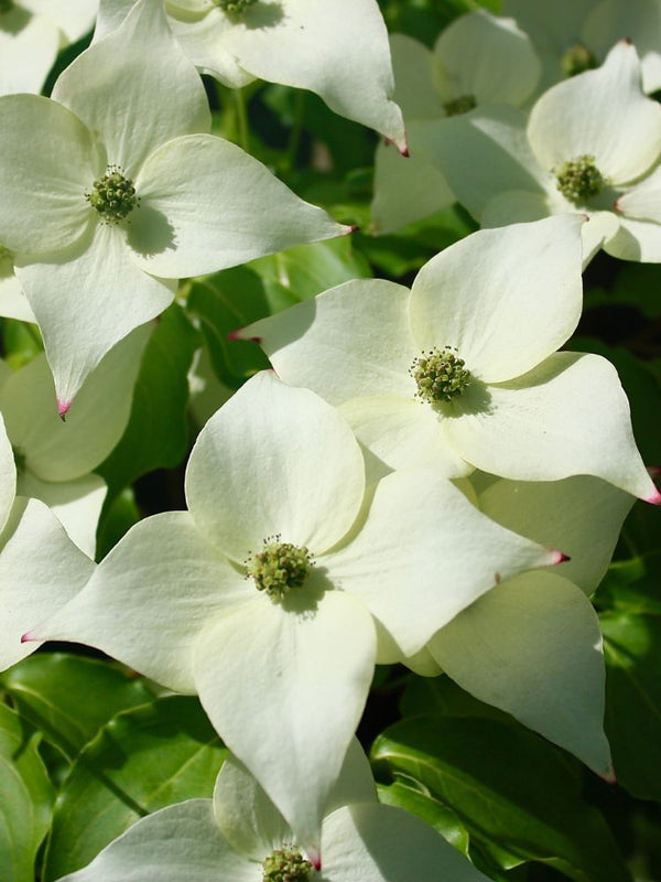 Artikelbild für Chinesischen Blumenhartriegel / Cornus kousa chinensis im Online-Shop der Bohlken Baumschulen