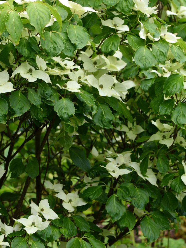 Artikelbild für Chinesischen Blumenhartriegel / Cornus kousa chinensis im Online-Shop der Bohlken Baumschulen