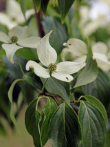 Japanischer Blumem-Hartriegel, Cornus kousa 'Robert's Select' kaufen im Online-Shop der Bohlken Baumschulen
