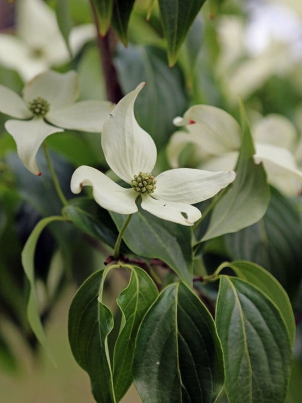 Japanischer Blumem-Hartriegel, Cornus kousa 'Robert's Select' kaufen im Online-Shop der Bohlken Baumschulen