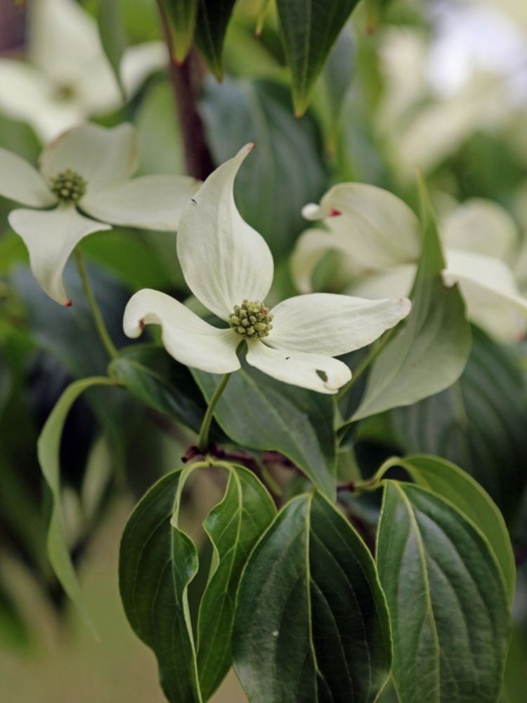 Japanischer Blumem-Hartriegel, Cornus kousa 'Robert's Select' kaufen im Online-Shop der Bohlken Baumschulen
