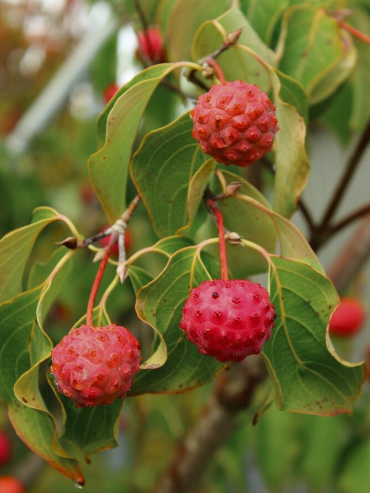 Japanischer Blumem-Hartriegel, Cornus kousa 'Robert's Select' kaufen im Online-Shop der Bohlken Baumschulen