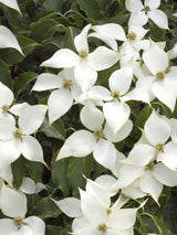 Japanischer Blumem-Hartriegel, Cornus kousa 'Robert's Select' kaufen im Online-Shop der Bohlken Baumschulen