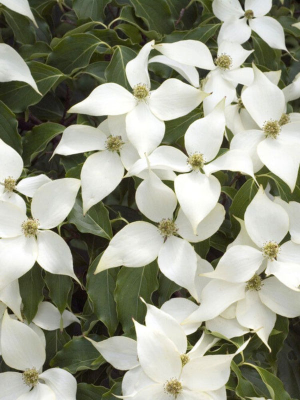 Japanischer Blumem-Hartriegel, Cornus kousa 'Robert's Select' kaufen im Online-Shop der Bohlken Baumschulen