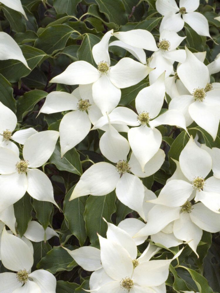 Japanischer Blumem-Hartriegel, Cornus kousa 'Robert's Select' kaufen im Online-Shop der Bohlken Baumschulen