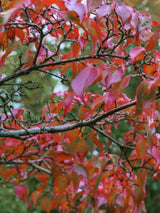 Japanischer Blumem-Hartriegel, Cornus kousa 'Robert's Select' kaufen im Online-Shop der Bohlken Baumschulen