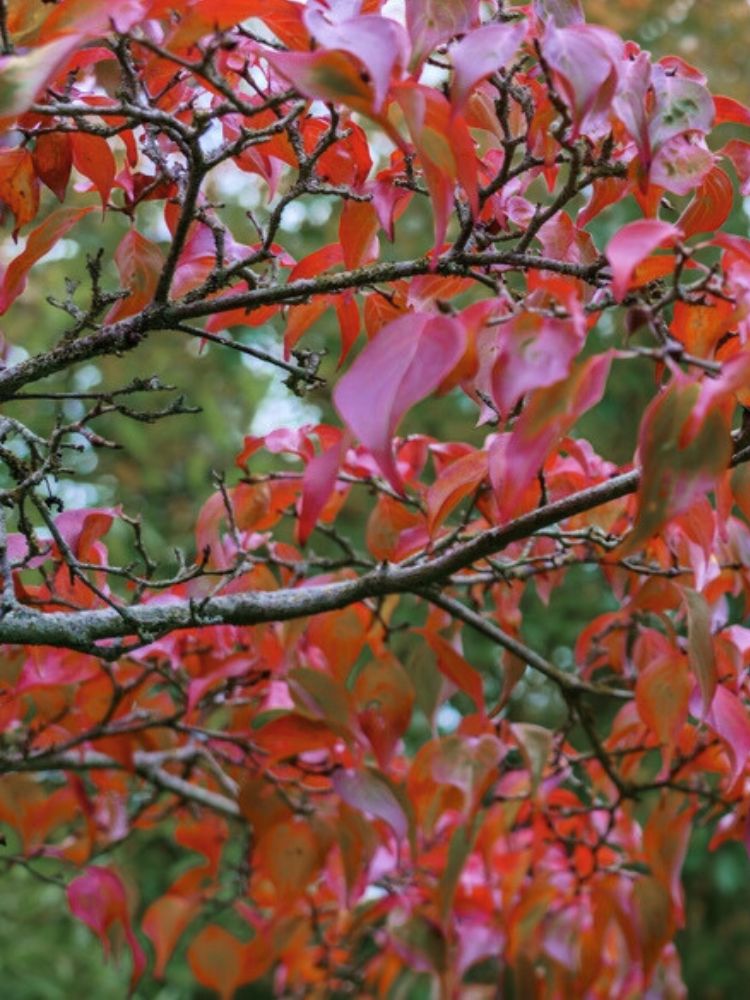 Japanischer Blumem-Hartriegel, Cornus kousa 'Robert's Select' kaufen im Online-Shop der Bohlken Baumschulen