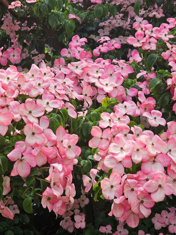 Japanischer Blumen-Hartriegel, Cornus kousa 'Satomi' ® kaufen im Online-Shop der Bohlken Baumschulen