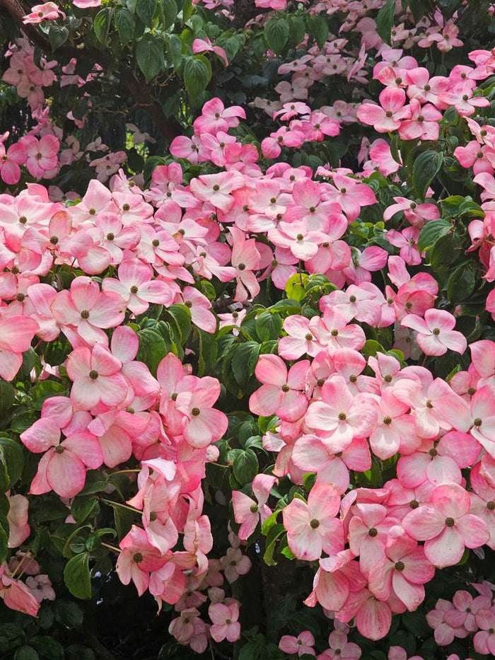 Jetzt Japanischer Blumen-Hartriegel 'Satomi'  online kaufen bei Bohlken  Pflanzenversand  Bohlken Pflanzenversand GbR