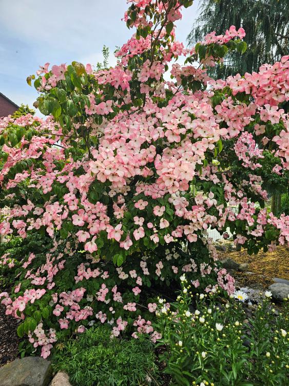 Japanischer Blumen-Hartriegel, Cornus kousa 'Satomi' ® kaufen im Online-Shop der Bohlken Baumschulen