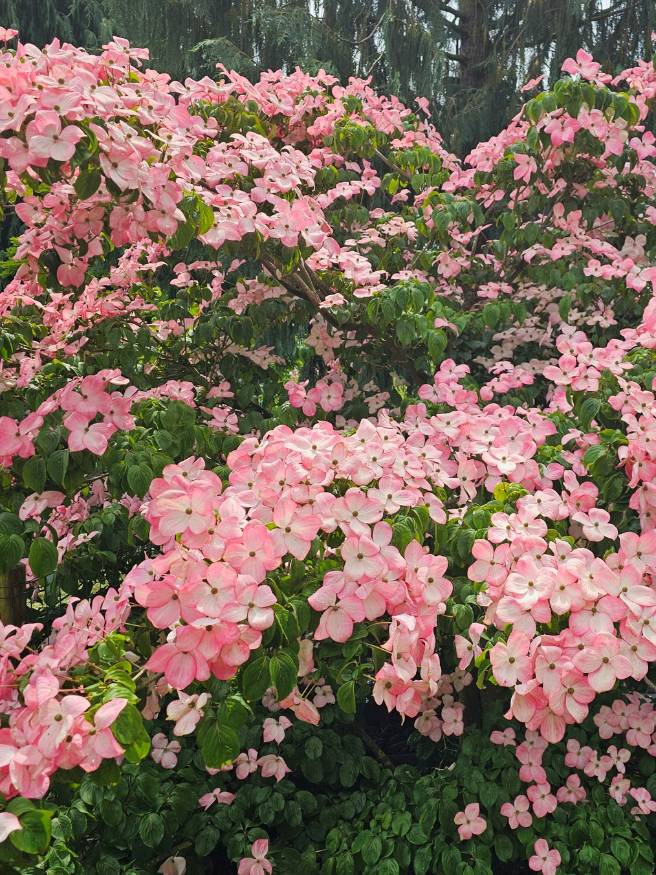 Japanischer Blumen-Hartriegel, Cornus kousa 'Satomi' ® kaufen im Online-Shop der Bohlken Baumschulen
