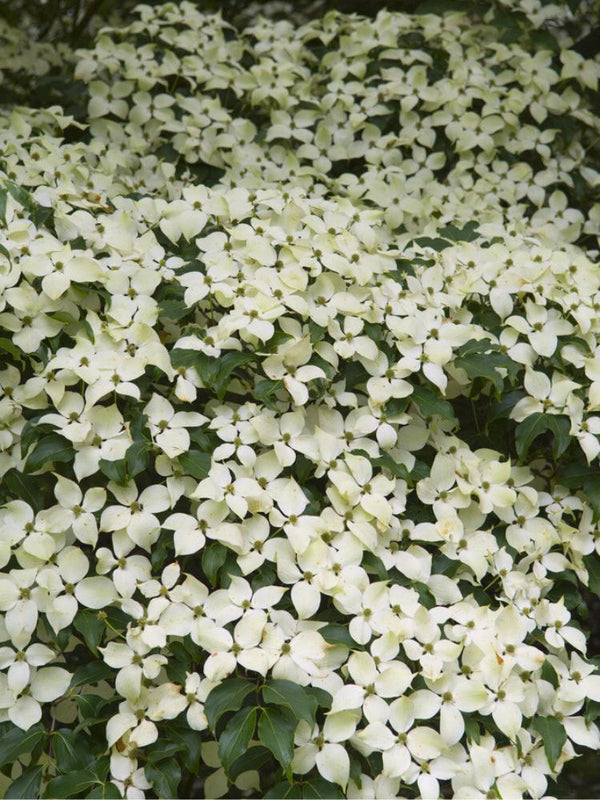 Chinesischer Blumen-Hartriegel 'Weiße Fontaine', Cornus kousa 'Weisse Fontaine' kaufen im Online-Shop der Bohlken Baumschulen