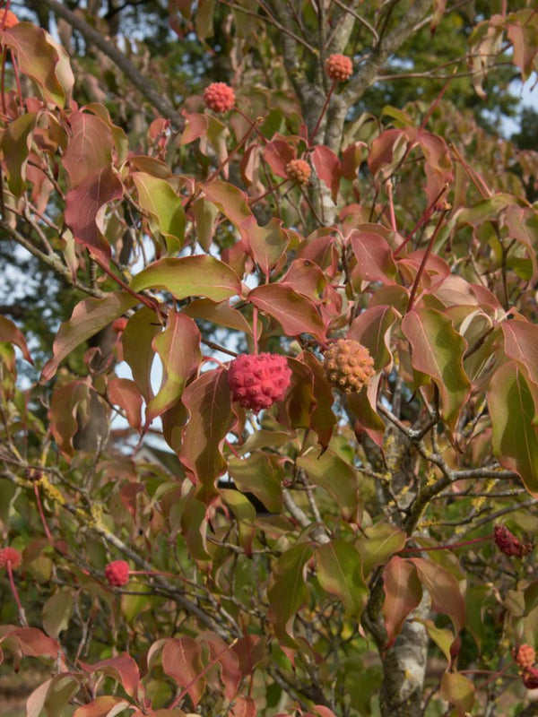 Chinesischer Blumen-Hartriegel 'Weiße Fontaine', Cornus kousa 'Weisse Fontaine' kaufen im Online-Shop der Bohlken Baumschulen