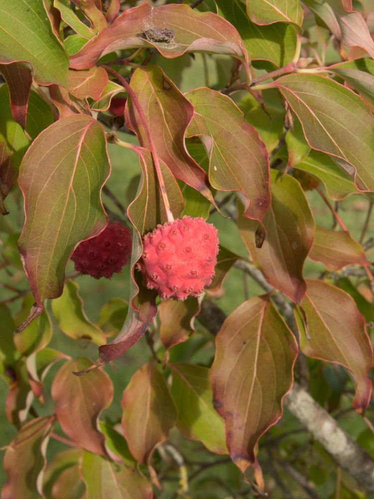 Chinesischer Blumen-Hartriegel 'Weiße Fontaine', Cornus kousa 'Weisse Fontaine' kaufen im Online-Shop der Bohlken Baumschulen