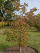 Chinesischer Blumen-Hartriegel 'Weiße Fontaine', Cornus kousa 'Weisse Fontaine' kaufen im Online-Shop der Bohlken Baumschulen