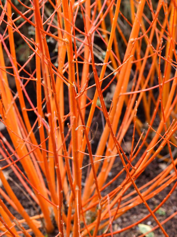 Artikelbild für Roter Hartriegel / Cornus sanguinea 'Midwinter Fire' im Online-Shop der Bohlken Baumschulen