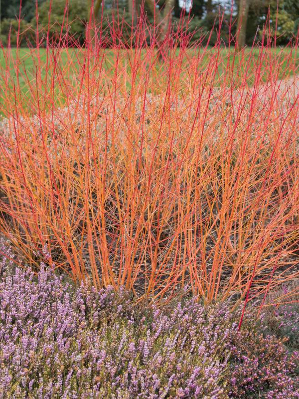 Artikelbild für Roter Hartriegel / Cornus sanguinea 'Midwinter Fire' im Online-Shop der Bohlken Baumschulen