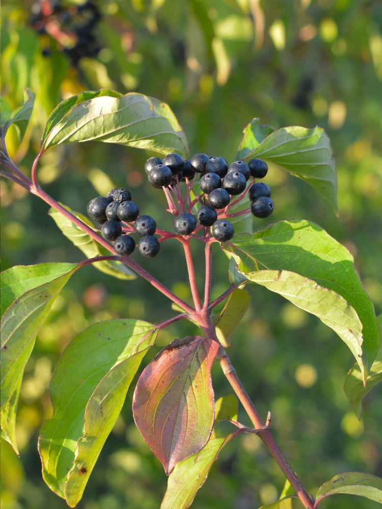 Artikelbild für Roter Hartriegel / Cornus sanguinea 'Midwinter Fire' im Online-Shop der Bohlken Baumschulen