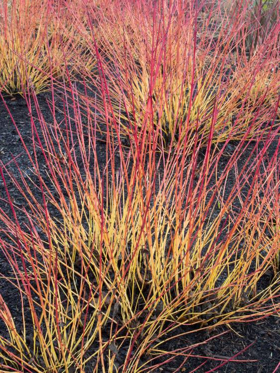 Artikelbild für Roter Hartriegel / Cornus sanguinea 'Midwinter Fire' im Online-Shop der Bohlken Baumschulen