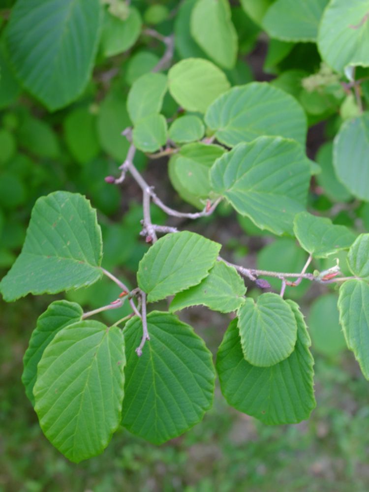 Hohe Scheinhasel, Corylopsis spicata kaufen im Online-Shop der Bohlken Baumschulen