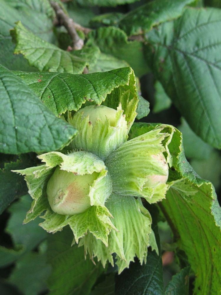 Artikelbild für Haselnuss / Corylus avellana im Online-Shop der Bohlken Baumschulen