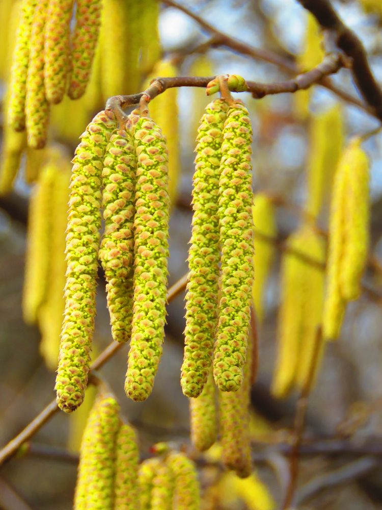 Artikelbild für Haselnuss / Corylus avellana im Online-Shop der Bohlken Baumschulen