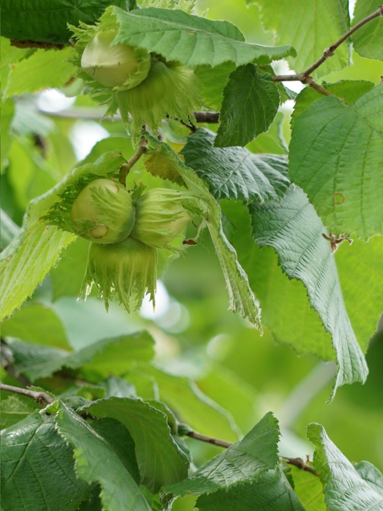 Artikelbild für Haselnuss / Corylus avellana im Online-Shop der Bohlken Baumschulen