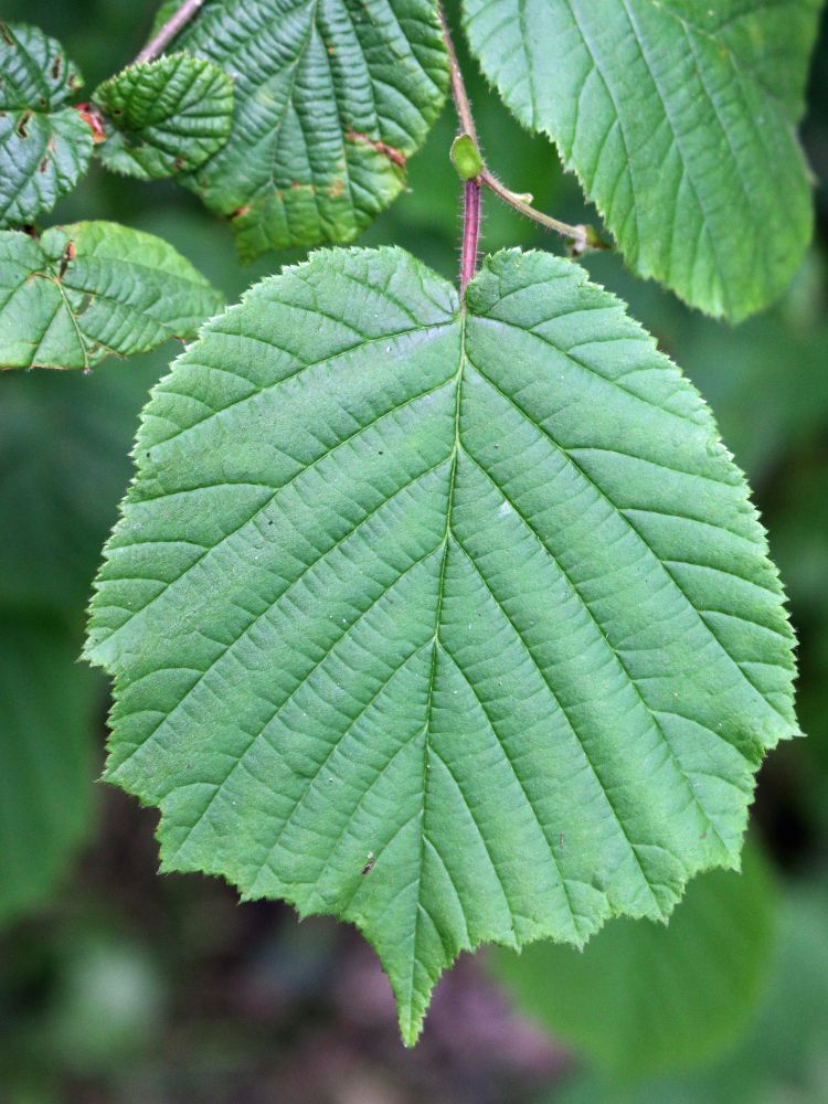 Artikelbild für Haselnuss / Corylus avellana im Online-Shop der Bohlken Baumschulen