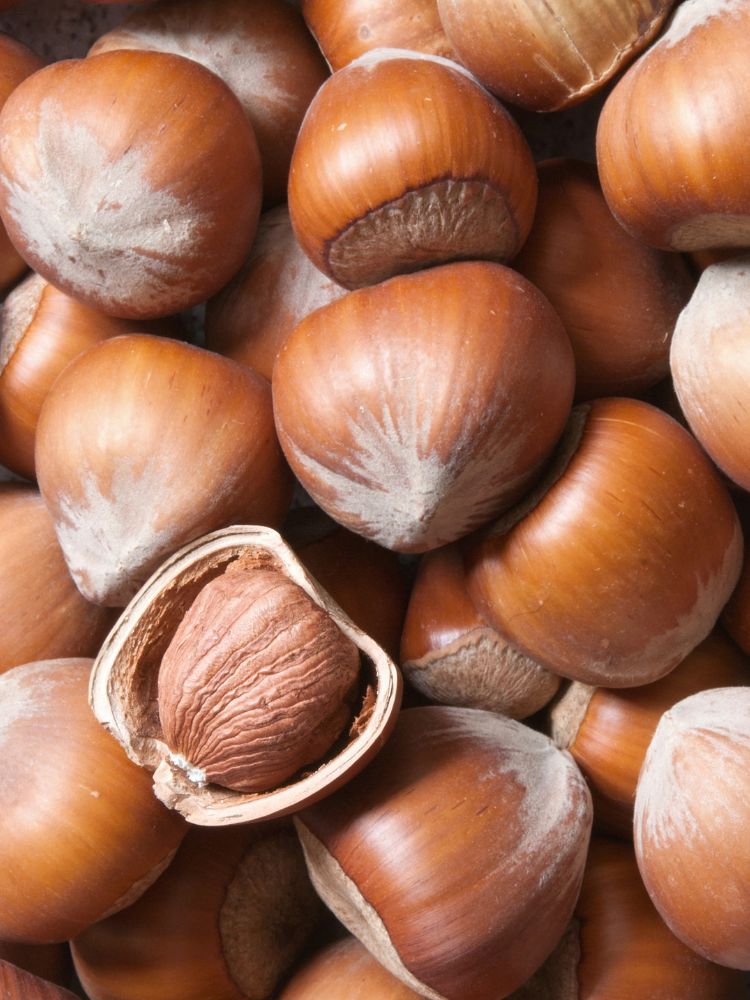 Artikelbild für Haselnuss Corylus avellana 'Hallesche Riesennuss' im Online-Shop der Bohlken Baumschulen