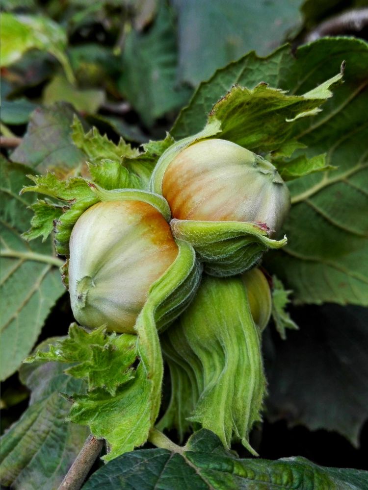 Artikelbild für Haselnuss Corylus avellana 'Hallesche Riesennuss' im Online-Shop der Bohlken Baumschulen