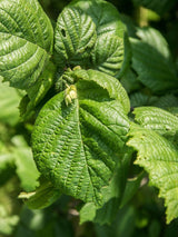 Artikelbild für Haselnuss Corylus avellana 'Hallesche Riesennuss' im Online-Shop der Bohlken Baumschulen