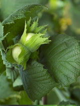 Artikelbild für Haselnuss Corylus avellana 'Hallesche Riesennuss' im Online-Shop der Bohlken Baumschulen