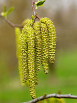 Artikelbild für Haselnuss Corylus avellana 'Nottinghams Fruchtbare' im Online-Shop der Bohlken Baumschulen