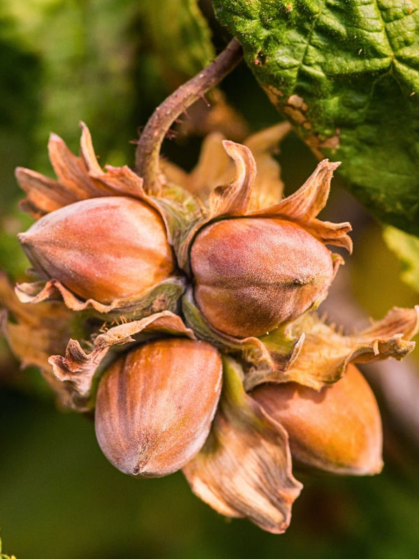 Artikelbild für Haselnuss Corylus avellana 'Nottinghams Fruchtbare' im Online-Shop der Bohlken Baumschulen