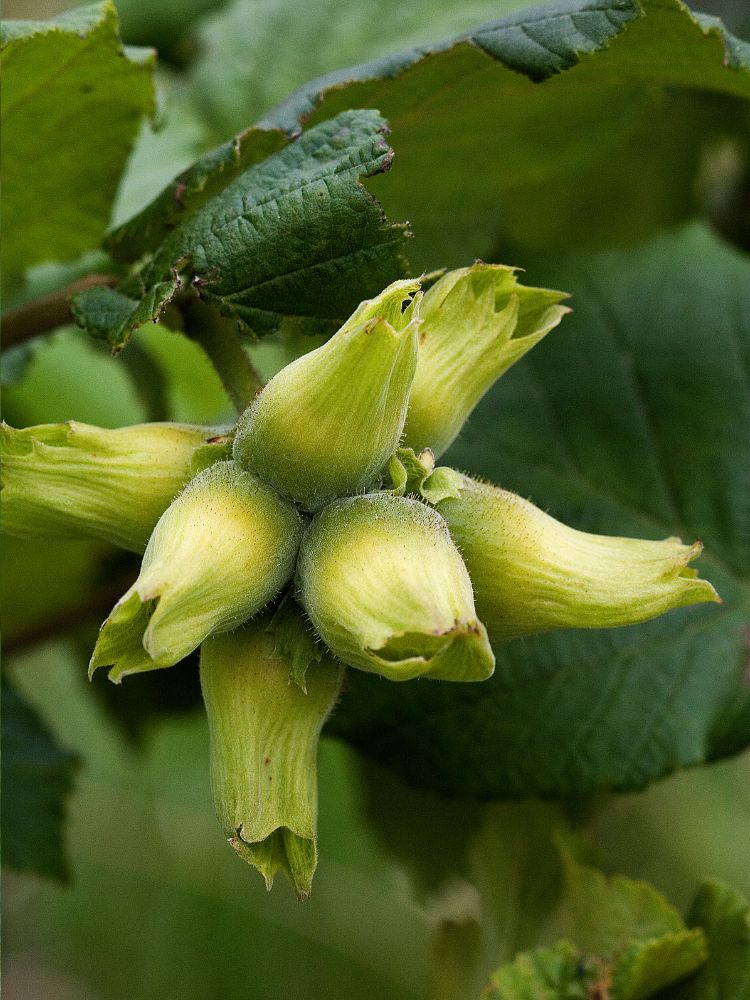 Artikelbild für Haselnuss Corylus avellana 'Nottinghams Fruchtbare' im Online-Shop der Bohlken Baumschulen