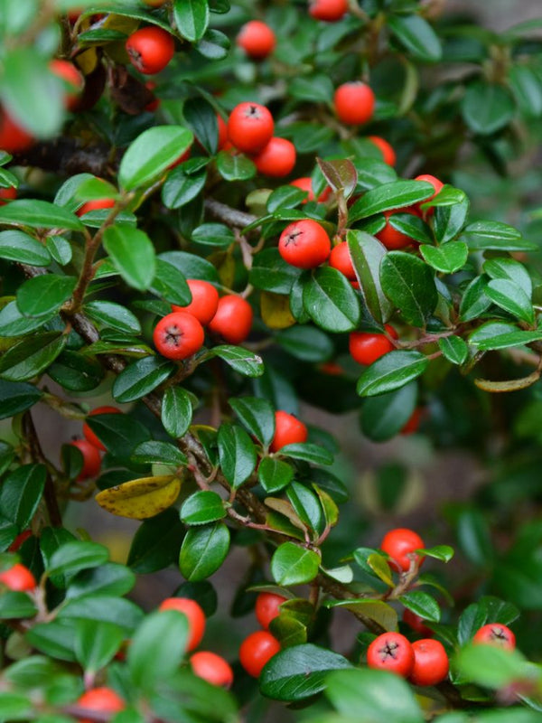 Artikelbild für Zwergmispel Cotoneaster dammeri 'Eichholz' im Online-Shop der Bohlken Baumschulen