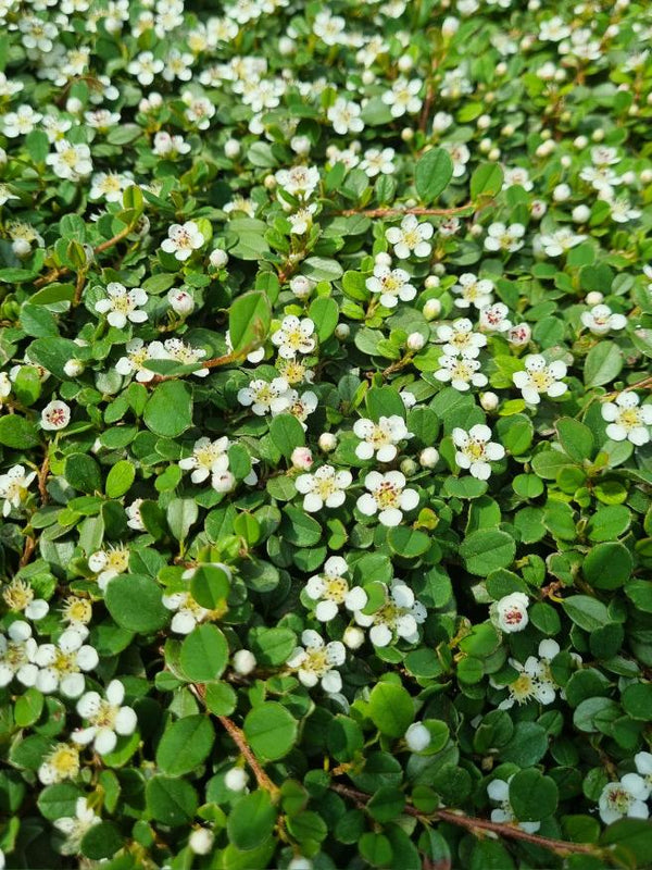 Artikelbild für Zwergmispel Cotoneaster dammeri 'Eichholz' im Online-Shop der Bohlken Baumschulen