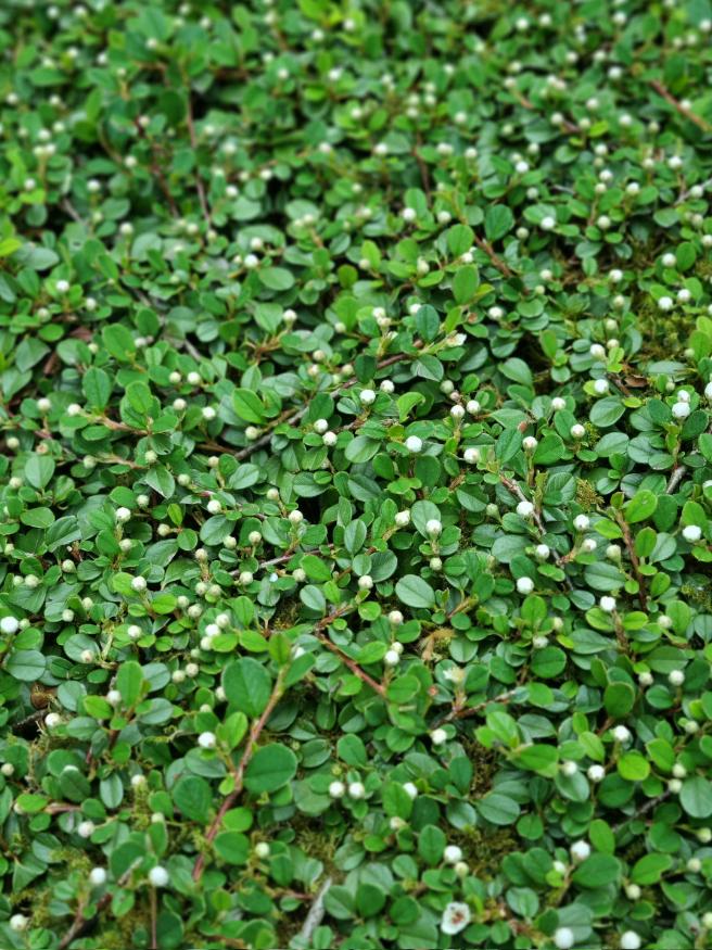 Artikelbild für Zwergmispel Cotoneaster dammeri 'Eichholz' im Online-Shop der Bohlken Baumschulen