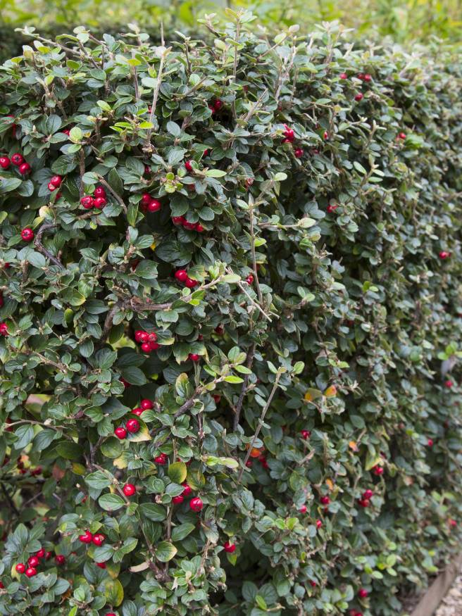 Artikelbild für Strauchmispel / Cotoneaster dielsianus im Online-Shop der Bohlken Baumschulen