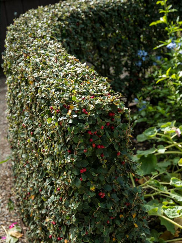 Artikelbild für Strauchmispel / Cotoneaster dielsianus im Online-Shop der Bohlken Baumschulen