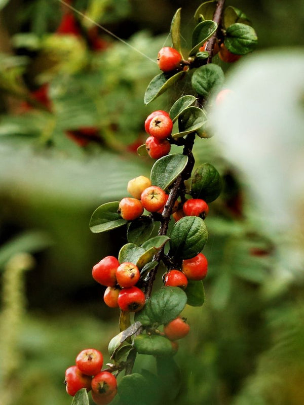 Artikelbild für Strauchmispel / Cotoneaster dielsianus im Online-Shop der Bohlken Baumschulen