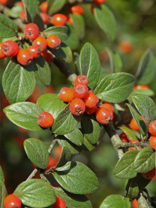 Artikelbild für Fruchtmispel / Cotoneaster franchetii im Online-Shop der Bohlken Baumschulen