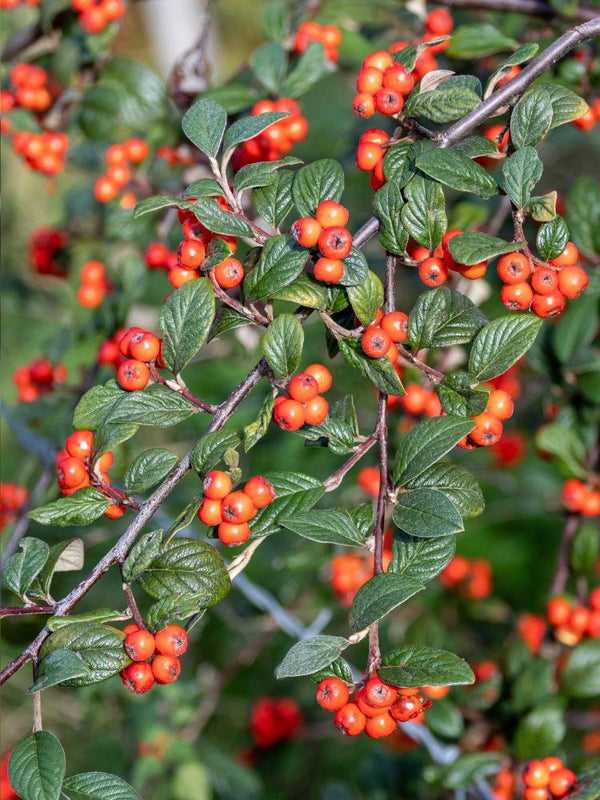 Artikelbild für Fruchtmispel / Cotoneaster franchetii im Online-Shop der Bohlken Baumschulen