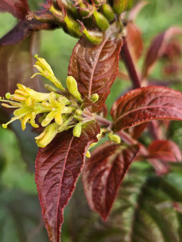 Buschgeißblatt Troja Black ®, Diervilla rivularis 'Troja Black' ® kaufen im Online-Shop der Bohlken Baumschulen