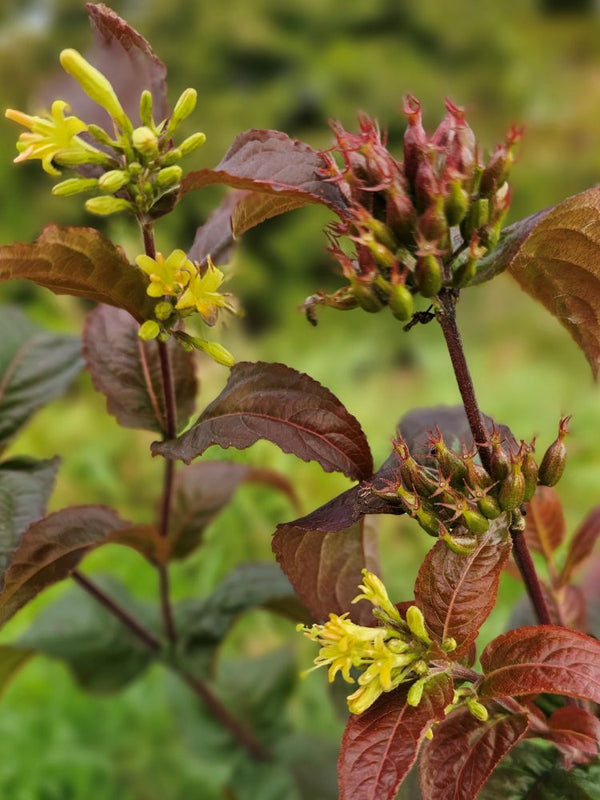 Buschgeißblatt Troja Black ®, Diervilla rivularis 'Troja Black' ® kaufen im Online-Shop der Bohlken Baumschulen