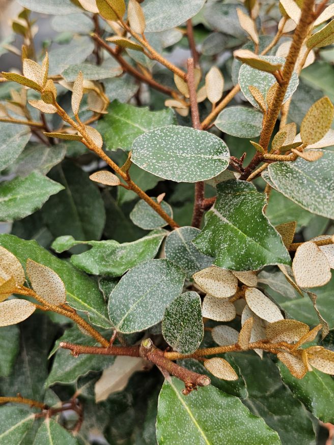 Wintergrüne Ölweide 'Compacta' Stämmchen, Elaeagnus x ebbingei im Online-Shop der Bohlken Baumschulen