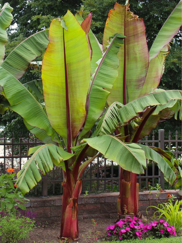 Artikelbild für Rote Zierbanane Ensete ventricosum 'Maurelli' im Online-Shop der Bohlken Baumschulen