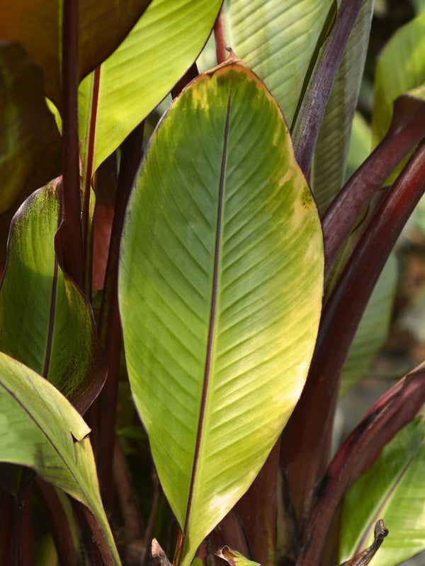 Artikelbild für Rote Zierbanane Ensete ventricosum 'Maurelli' im Online-Shop der Bohlken Baumschulen